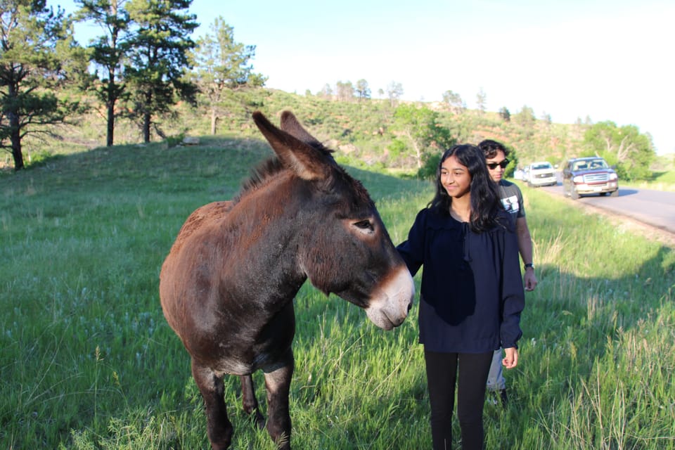 Must Explore Wildlife Loop Road at Custer, South Dakota